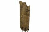 Fossil Triceratops Rib Section w/ Metal Stand - South Dakota #378507-3